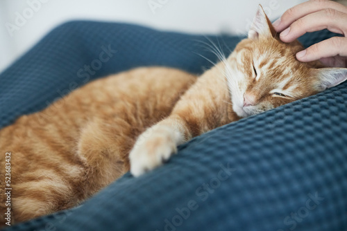 A beautiful ginger cat in the arms of its owner. Taking care of pets. Front view.