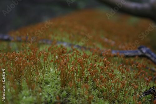 fungi on tree moss