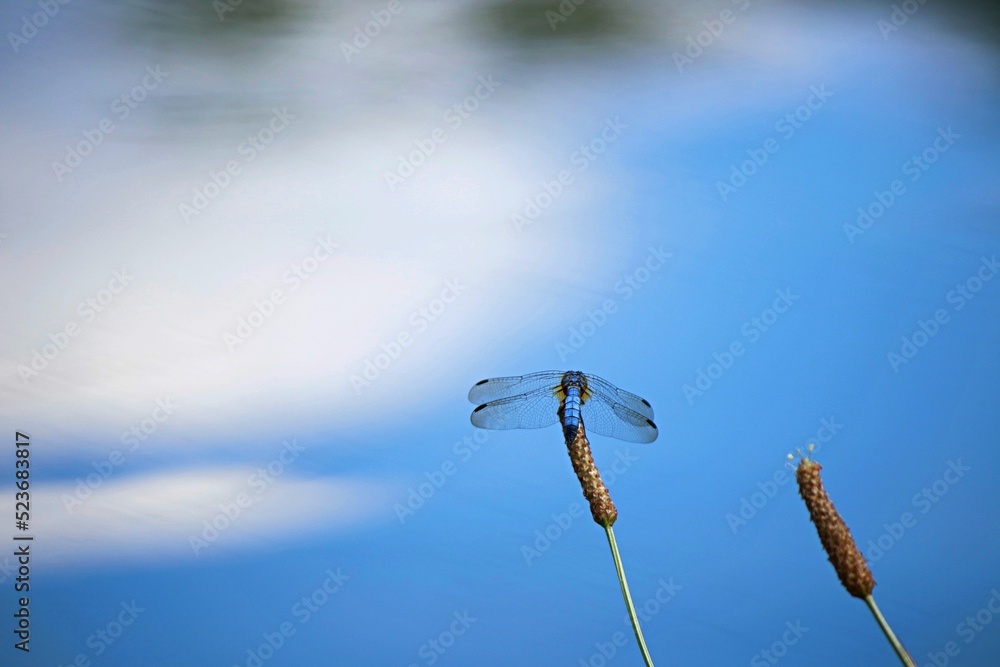 dragonfly over blue water