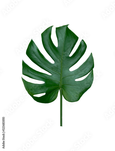 Monstera green leaf. Tropical leaves, botanical nature concept