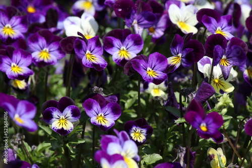 purple white and yellow flowers