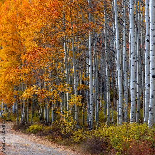 Tall Aspen trees in Wasatch national forest, Utah.