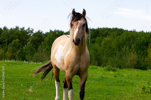 Horse on pasture