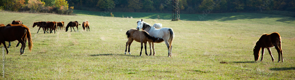 horse feeding foal with milk in the meadow horse feeding foal with milk in the meadow