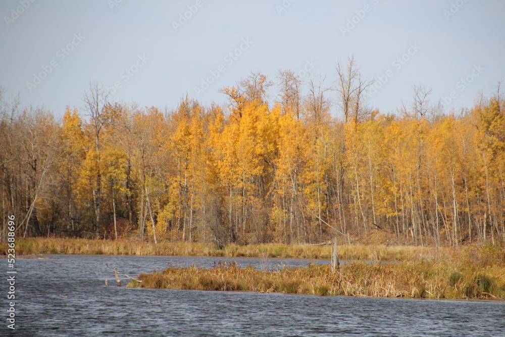 Fototapeta premium autumn landscape in the forest