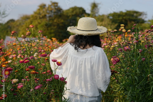 Tourists wearing wide-brimmed hats and white shirts walk into a field of colorful flowers to admire the beauty of Straw Flower or Paper Daisy. Scientific name: Bracteantha bracteata (Vent.) Anderb.&Ha photo