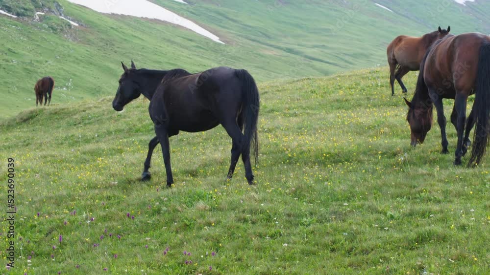 Brown mare walking through the grass in the mountains in a pasture. In the background horses, green grass and snow. Free grazing in summer in the mountains Brown mare walking through the grass in the mountains in a pasture. In the background horses, green grass and snow. Free grazing in summer in the mountains