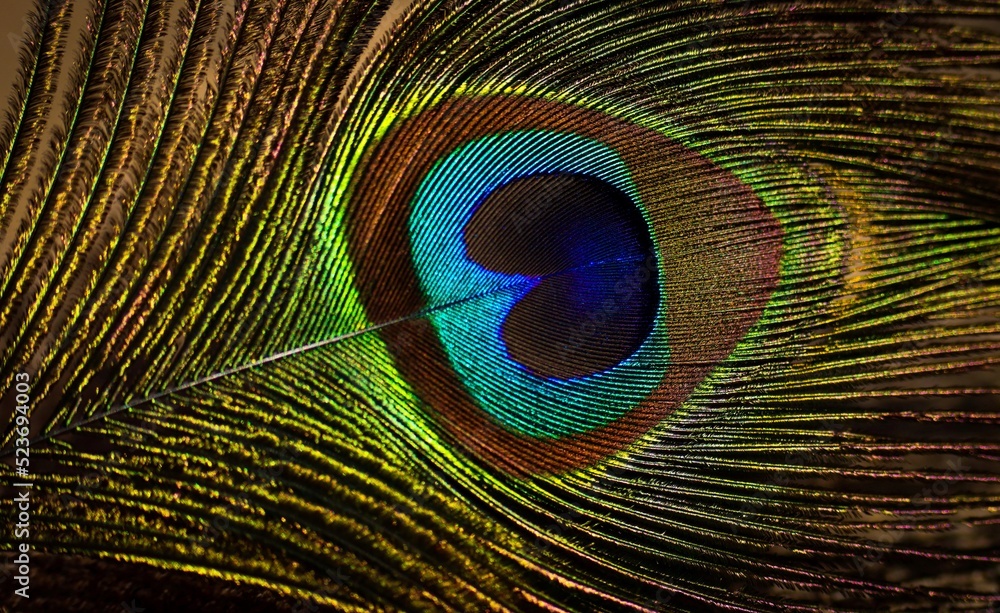 Fototapeta premium Feather. Feather texture. Feather background. Peafowl feather. Peacock feather. Janmashtami background. Abstract background. Natural background. Colorful feather.