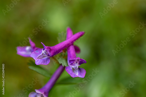 Corydalis solida flower growing in meadow, close up shoot 
