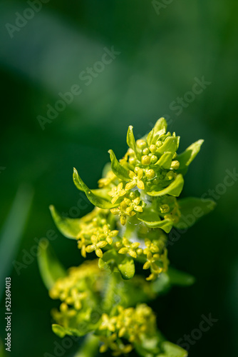 Cruciata laevipes flower growing in meadow, close up  photo