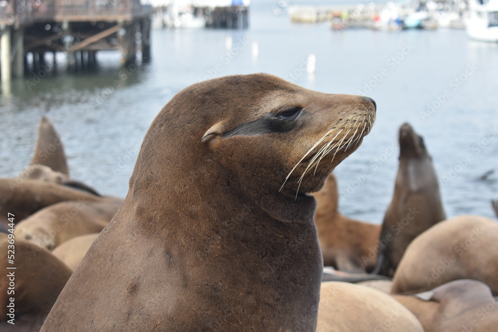 Fototapeta premium sea lion on the beach