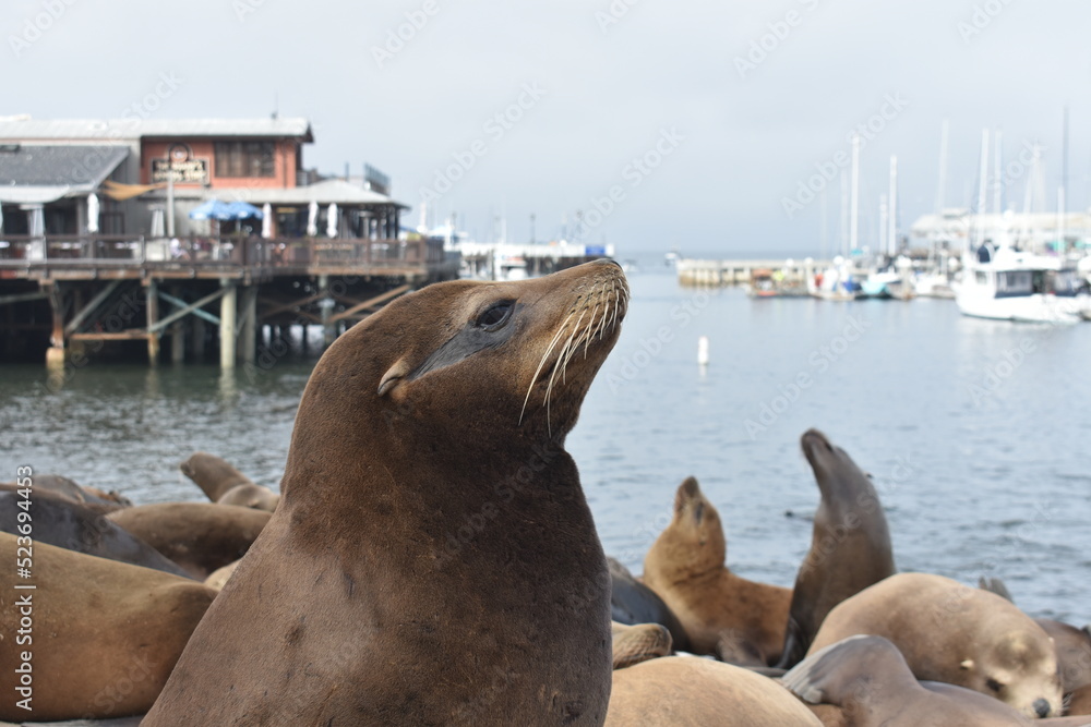 Fototapeta premium state sea lions