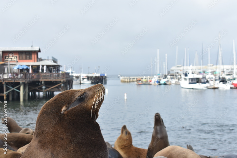 Fototapeta premium sea lions in the harbor