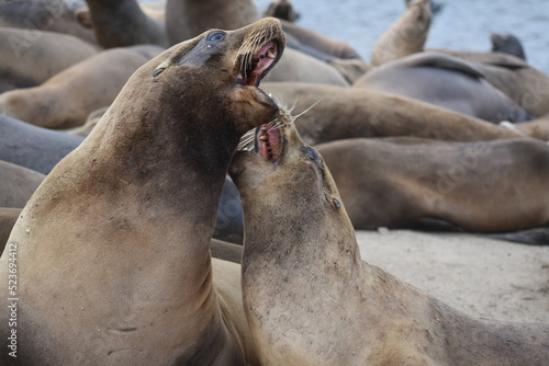 sea lion on the beach