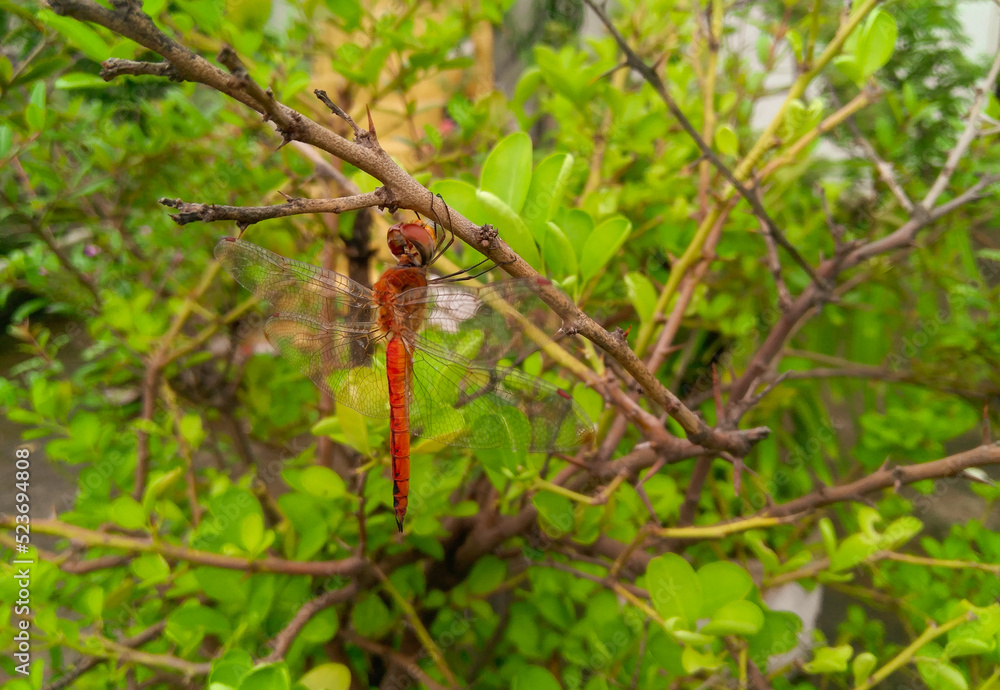 Red dragonfly insect on branch of green leaves plant, nature photography, natural background Red dragonfly insect on branch of green leaves plant, nature photography, natural background