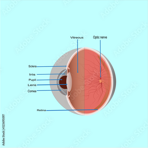 human eye anatomy, vector illustration 