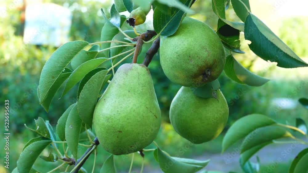A fresh juicy pear hangs from a tree in the garden. Organic pears in the natural environment. Harvest of pears in the summer garden. Beautiful natural pears hang on the pear tree. Growing eco fruit A fresh juicy pear hangs from a tree in the garden. Organic pears in the natural environment. Harvest of pears in the summer garden. Beautiful natural pears hang on the pear tree. Growing eco fruit