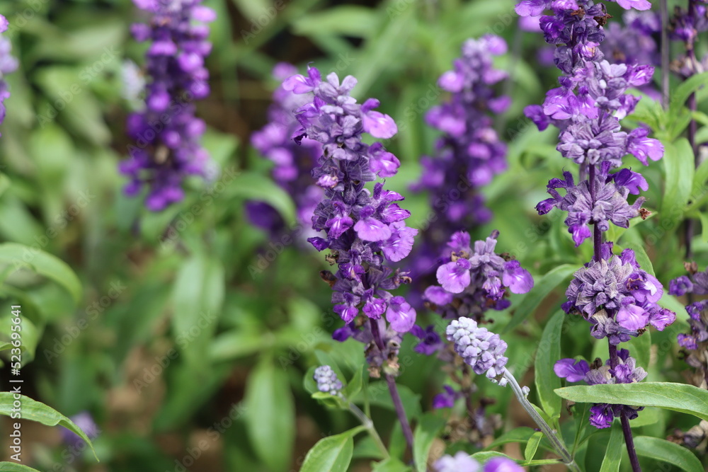 Obraz premium 植物・花