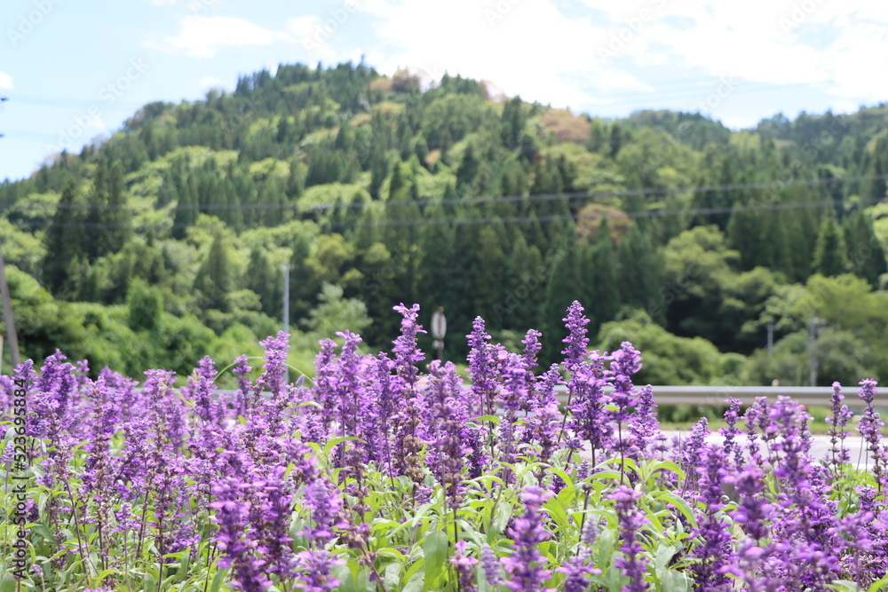 Fototapeta premium 植物・花