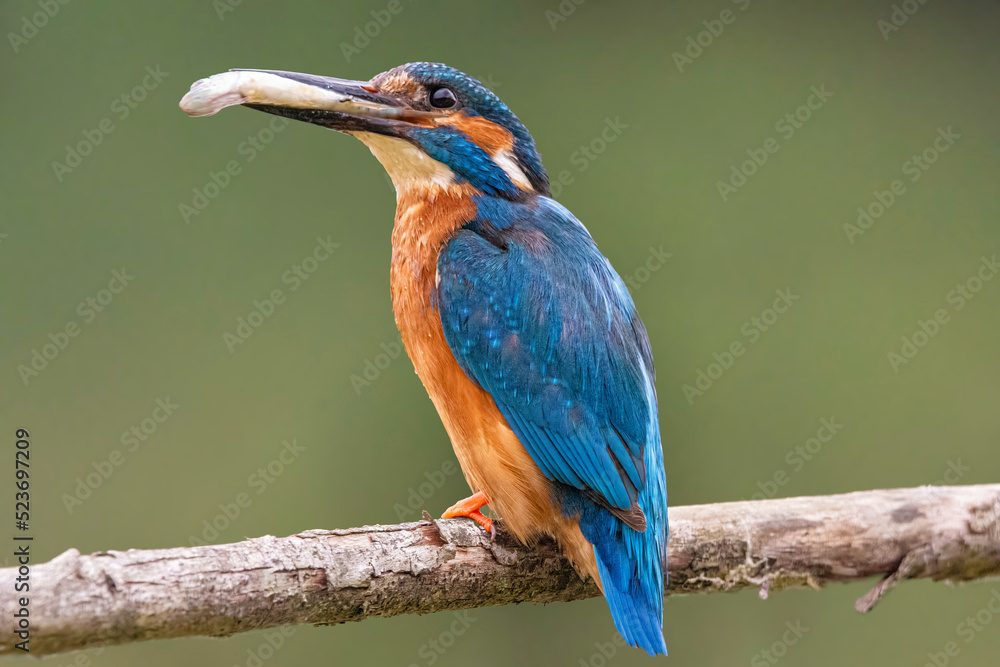 Obraz premium kingfisher on branch