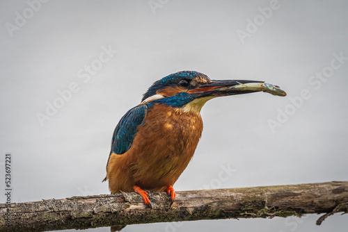 kingfisher on the branch photo