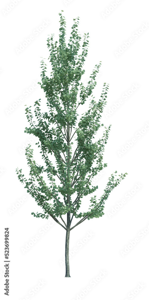 Fototapeta premium Nature object tree isolated white background