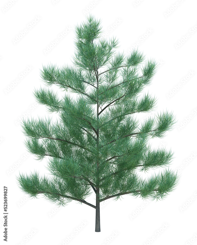 Nature object tree isolated white background Nature object tree isolated white background