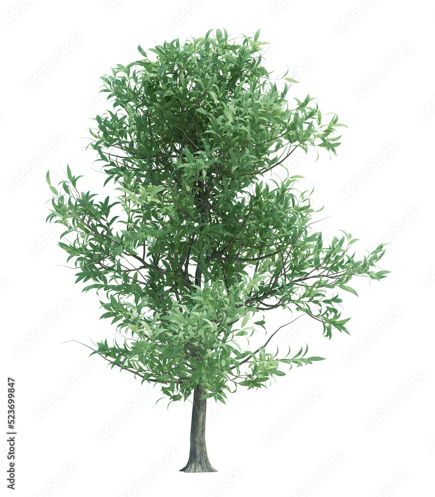 Nature object tree isolated white background Nature object tree isolated white background