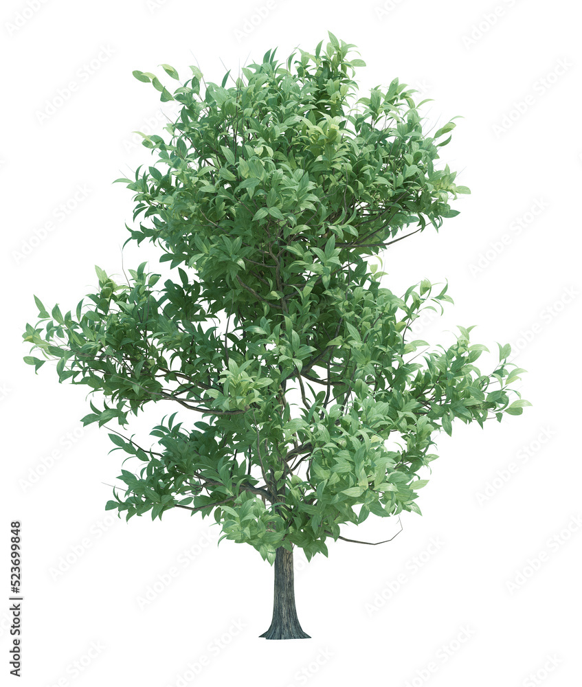 Nature object tree isolated white background Nature object tree isolated white background