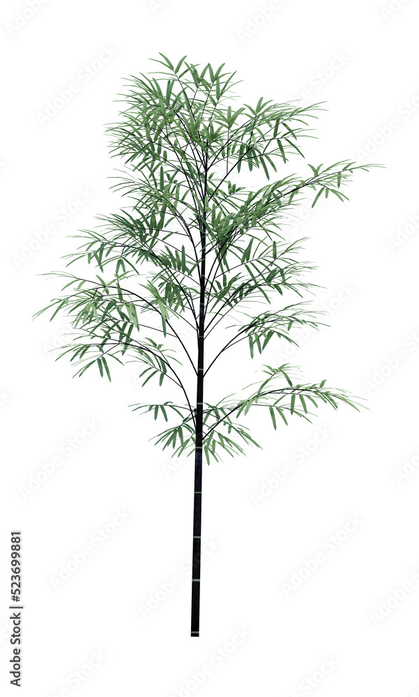 Nature object tree isolated white background Nature object tree isolated white background
