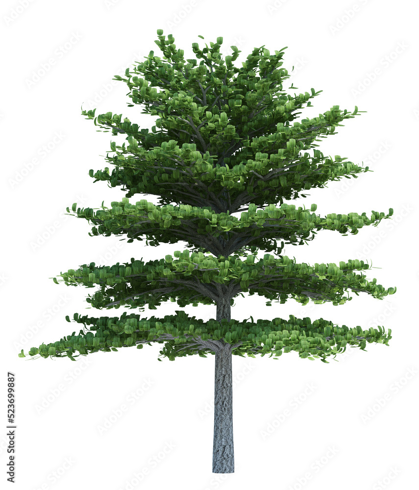 Nature object tree isolated white background Nature object tree isolated white background