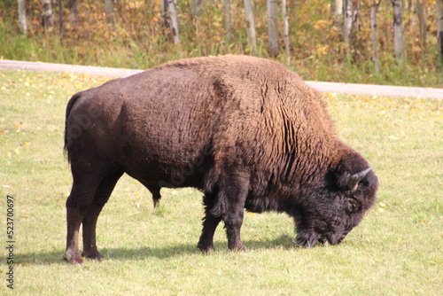 american bison grazing