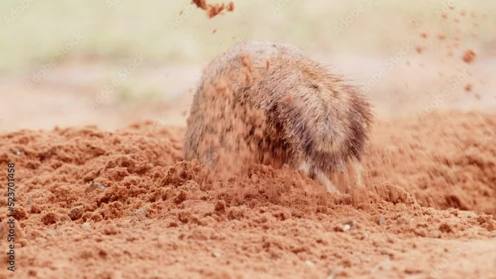 Unique medium closeup of a Cape ground squirrel digging a burrow, throwing soil in slow motion, Kalahari Botswana. Unique medium closeup of a Cape ground squirrel digging a burrow, throwing soil in slow motion, Kalahari Botswana.
