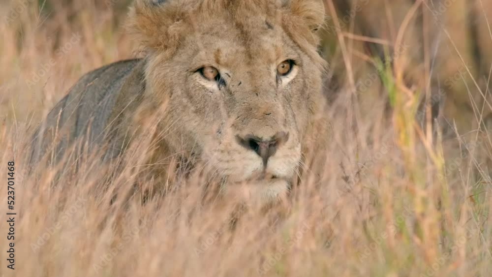 Medium closeup of a male lion walking through the dry grass in slow motion, Kruger National Park. Medium closeup of a male lion walking through the dry grass in slow motion, Kruger National Park.