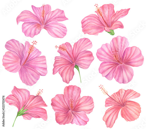 Set of Watercolor hand painted tropical flowers  hibiscus. Bright jungle exotic clip art perfect for summer wedding invitation and party card making 