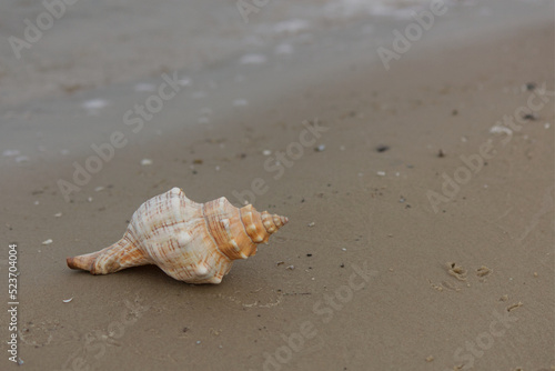 seashell on the beach