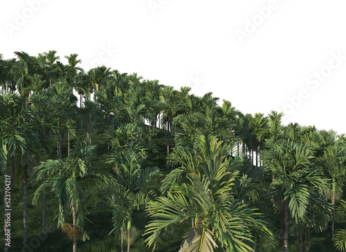 Palm garden on a transparent background 