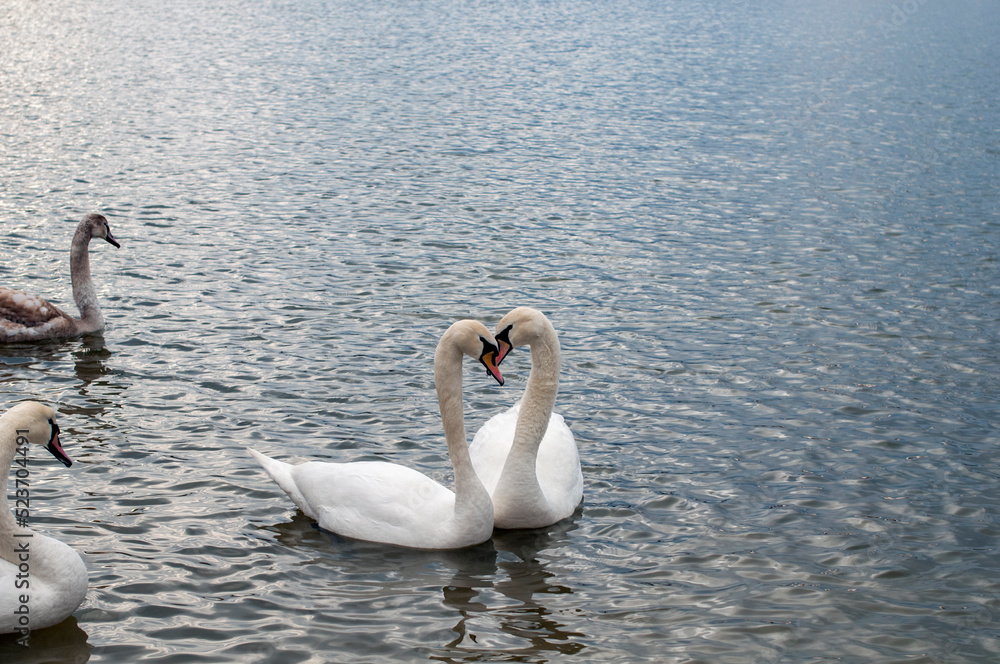 Obraz premium Two white swans couple in love. Swans in water