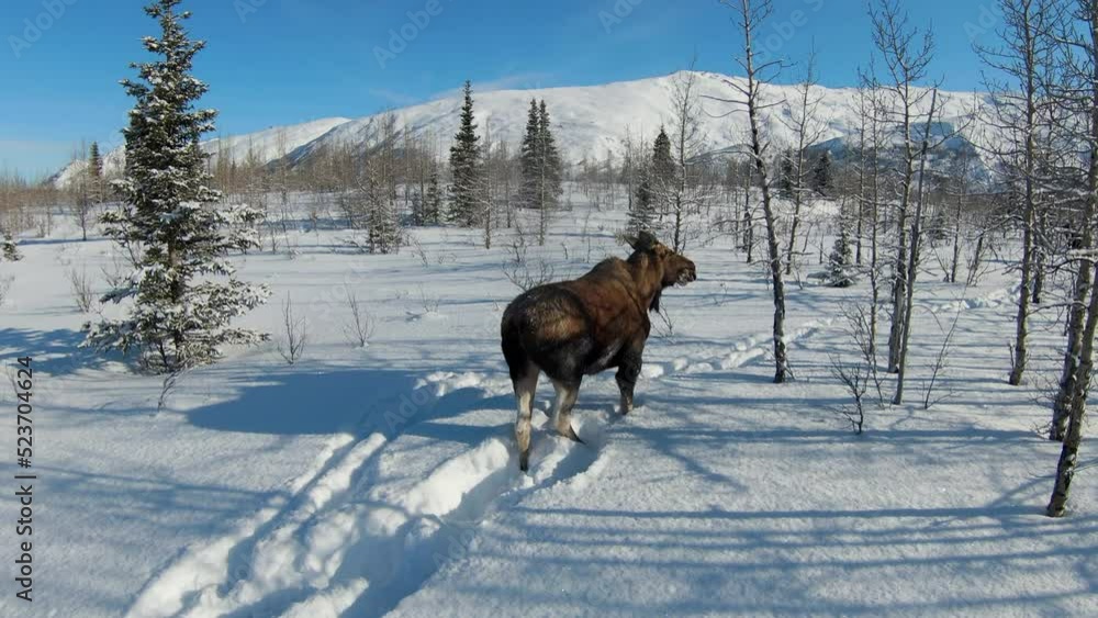 Wild Animal Walking On Snowy Land Of Forest During Sunny Day - Valdez-Cordova, Alaska Wild Animal Walking On Snowy Land Of Forest During Sunny Day - Valdez-Cordova, Alaska