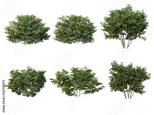 Shrubs and bush on a transparent background 