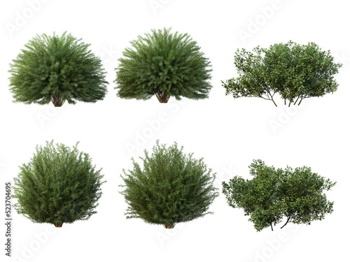 Shrubs and bush on a transparent background 