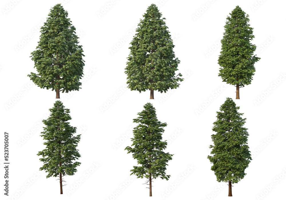 Fototapeta premium Tree on a transparent background 