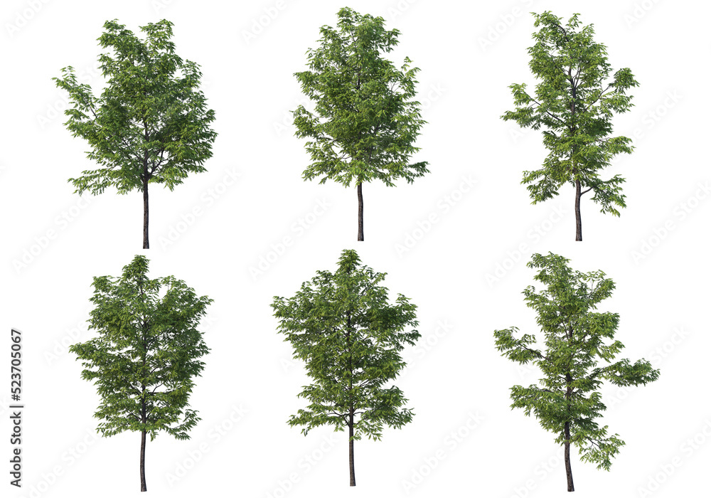 Obraz premium Tree on a transparent background 