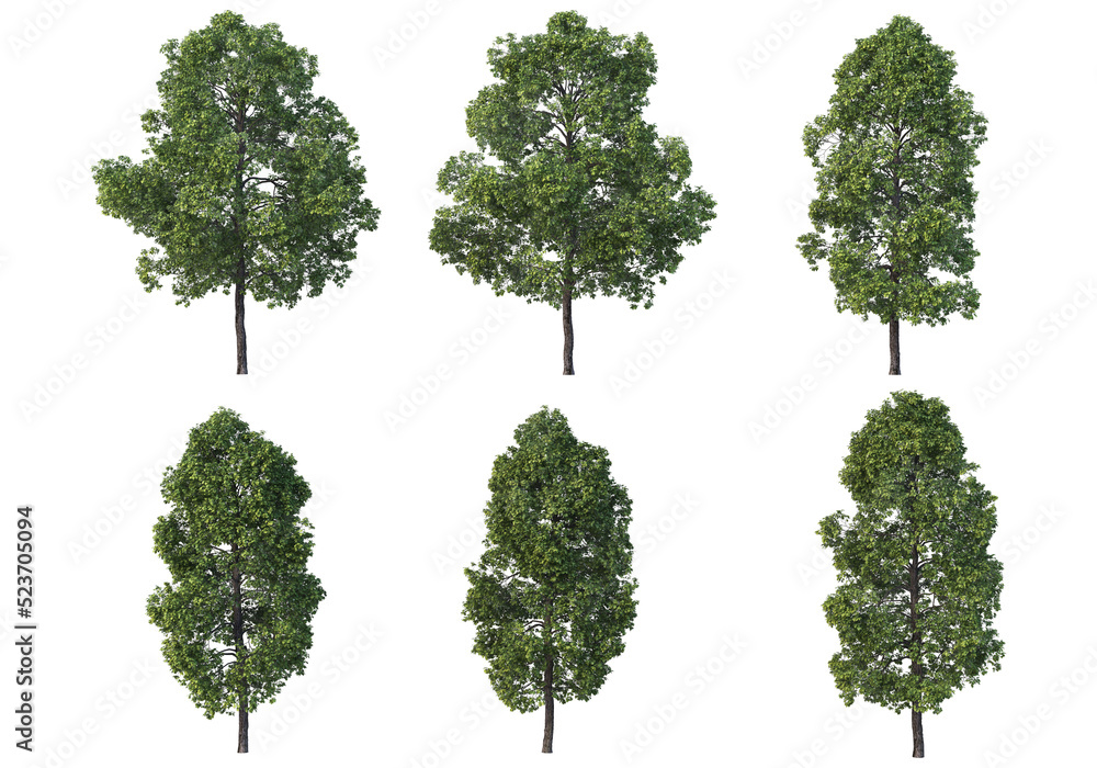 Tree on a transparent background
Tree on a transparent background