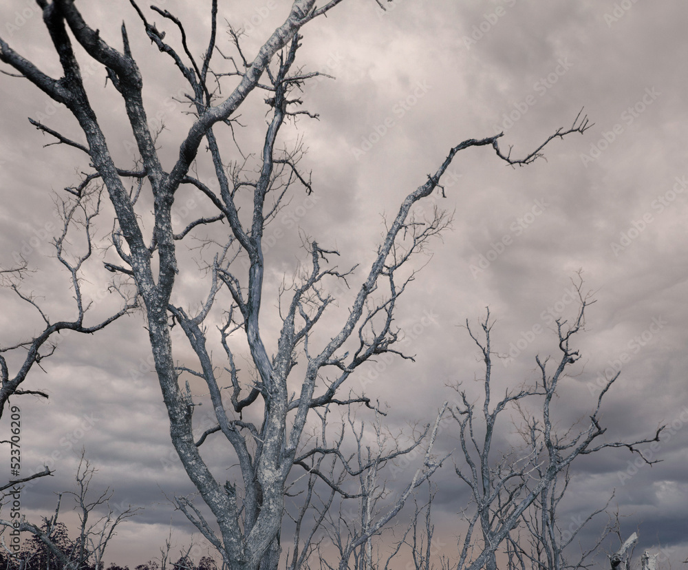Dead trees, dark colors, dark skies, gloomy, gloomy landscape. Dead trees, dark colors, dark skies, gloomy, gloomy landscape.