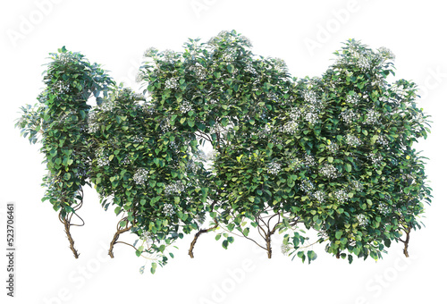 Fototapeta Naklejka Na Ścianę i Meble -  Ivy on a transparent background
