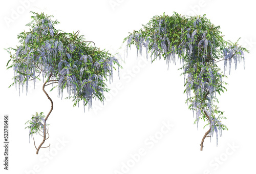 Fototapeta Naklejka Na Ścianę i Meble -  Ivy on a transparent background
