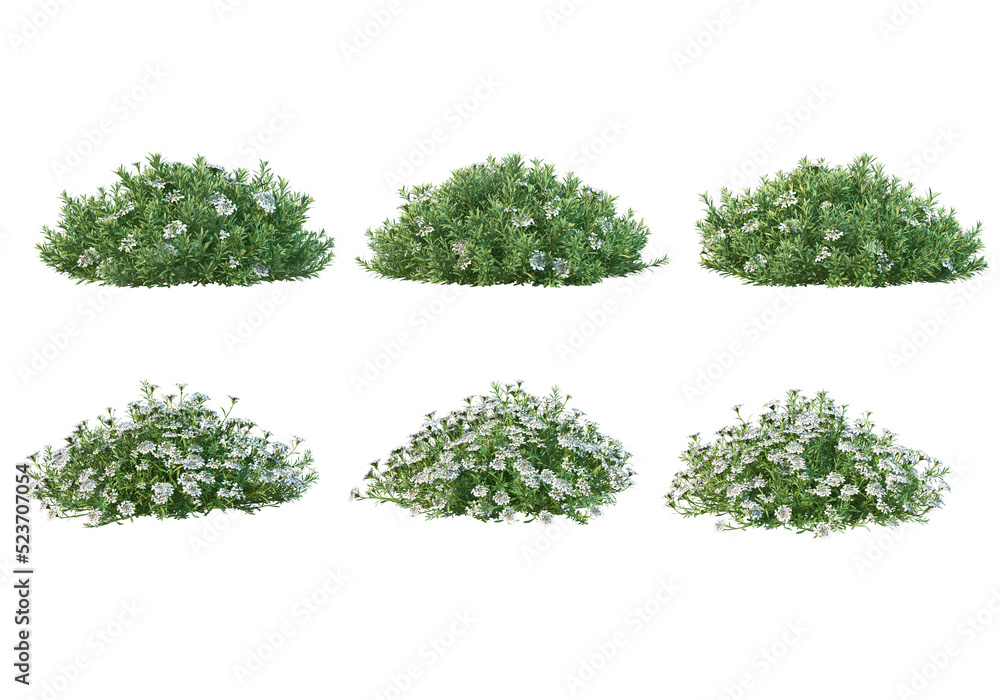 Fototapeta premium Flowers on a transparent background 