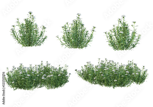 Flowers on a transparent background
