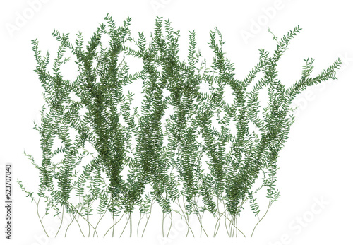 3d Render Ivy Plants Isolated  on white